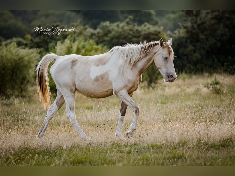 Zangersheider Jument 6 Ans 155 cm Champagne in Beaumont-Pied-de-Buf