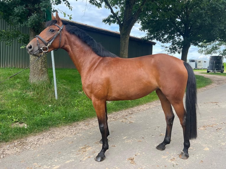 Zangersheider Jument 6 Ans 157 cm Bai in Buxtehude