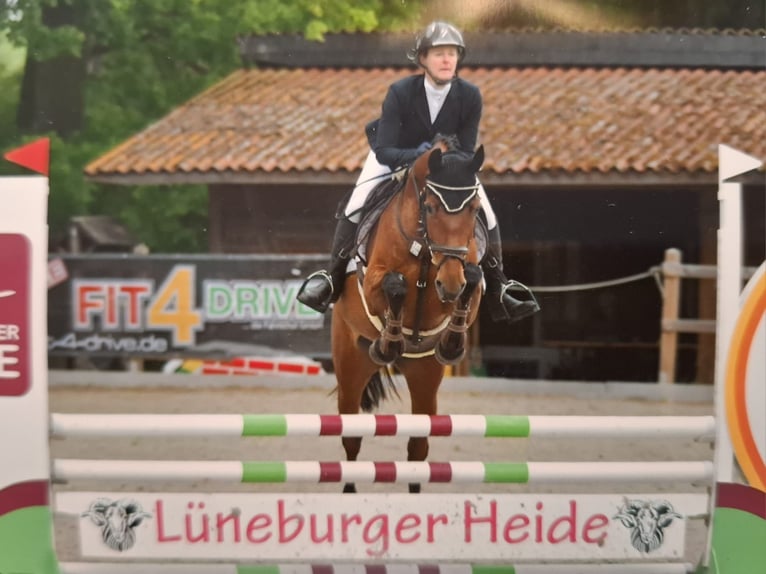 Zangersheider Jument 6 Ans 157 cm Bai in Buxtehude