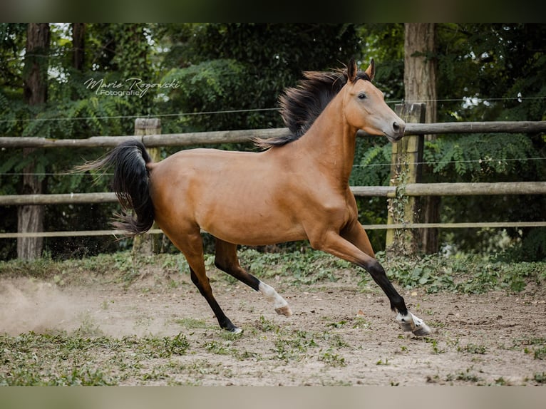 Zangersheider Jument 6 Ans 157 cm Buckskin in Beaumont-Pied-de-Buf