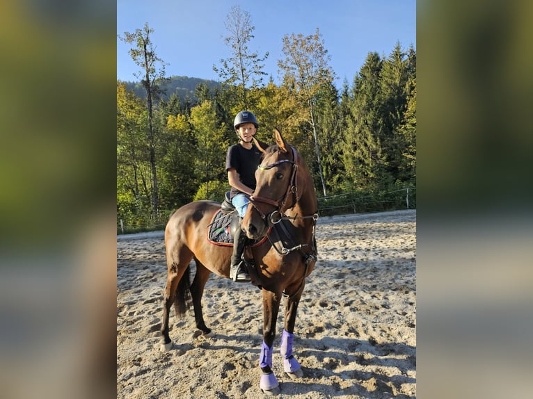 Zangersheider Jument 6 Ans 158 cm Bai in Elsbethen
