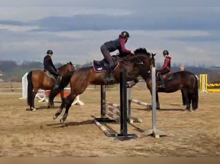 Zangersheider Jument 6 Ans 158 cm Bai in Elsbethen