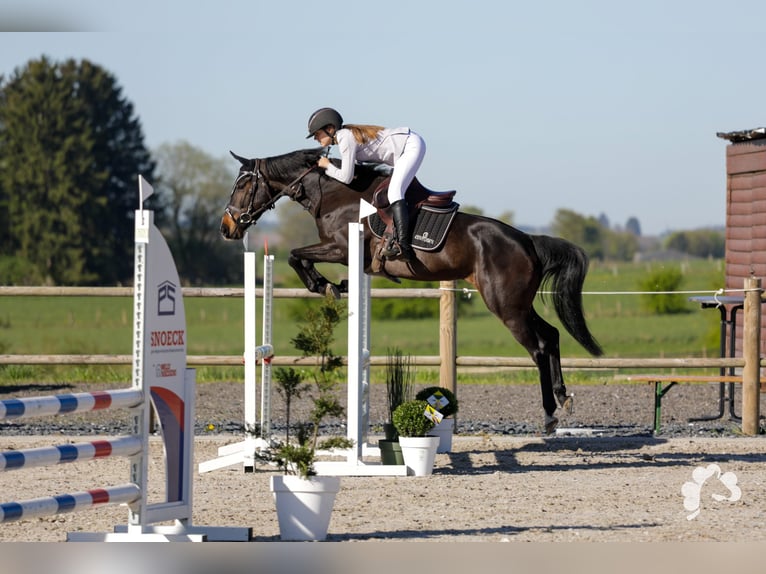 Zangersheider Jument 6 Ans 158 cm Bai in Neufchâteau