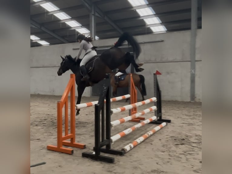 Zangersheider Jument 6 Ans 158 cm Bai in Neufchâteau