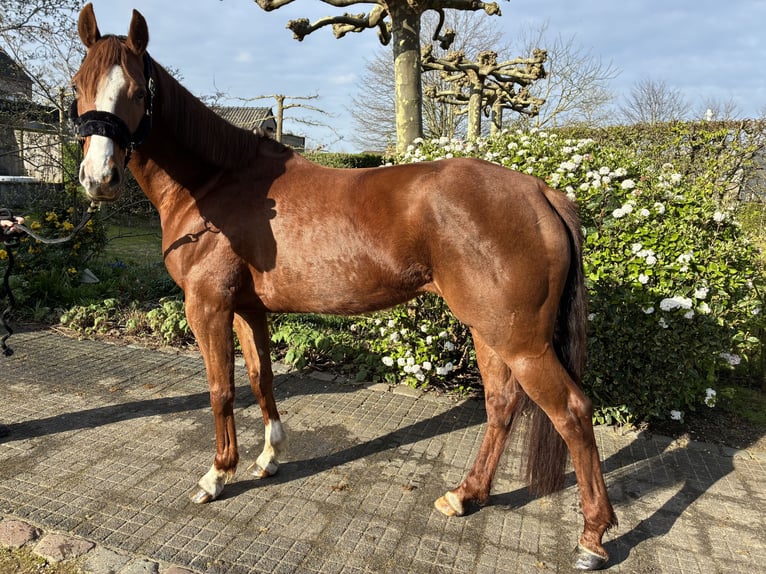 Zangersheider Jument 6 Ans 160 cm Alezan brûlé in Zeveneken
