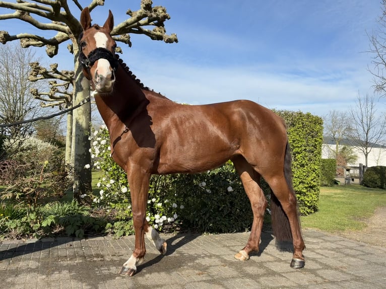 Zangersheider Jument 6 Ans 160 cm Alezan brûlé in Zeveneken
