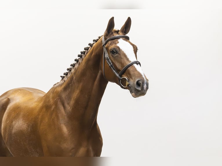 Zangersheider Jument 6 Ans 160 cm Alezan in Waddinxveen