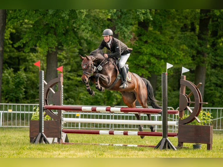 Zangersheider Jument 6 Ans 160 cm Bai brun in Chemnitz