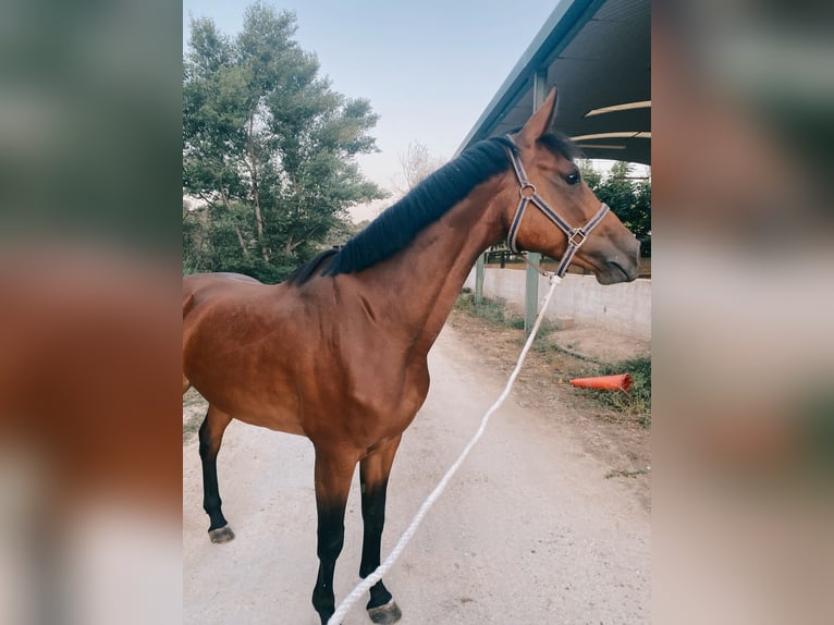 Zangersheider Jument 6 Ans 162 cm Bai in Valdeagua