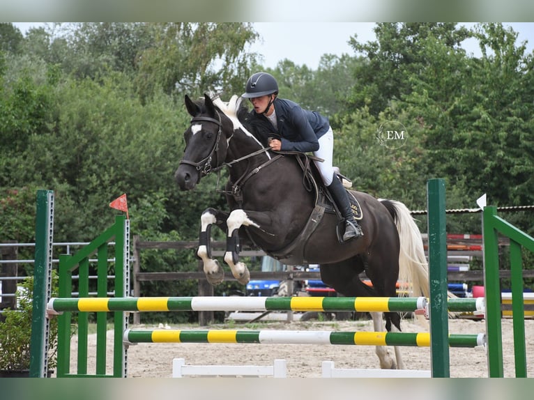 Zangersheider Jument 6 Ans 162 cm Tobiano-toutes couleurs in Scherpenheuvel
