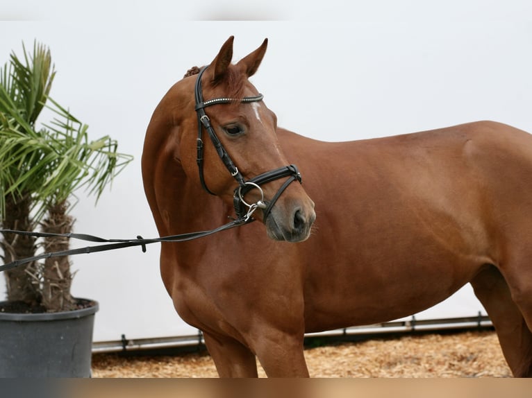 Zangersheider Jument 6 Ans 163 cm Alezan in Achern