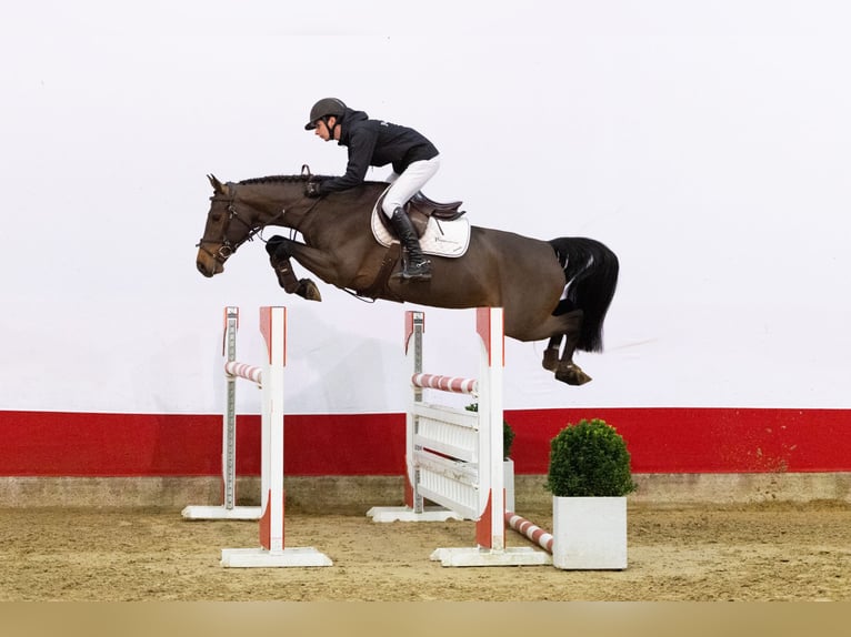 Zangersheider Jument 6 Ans 164 cm Bai in Waddinxveen