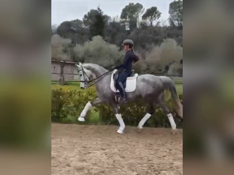 Zangersheider Jument 6 Ans 164 cm Gris in Coín, Málaga