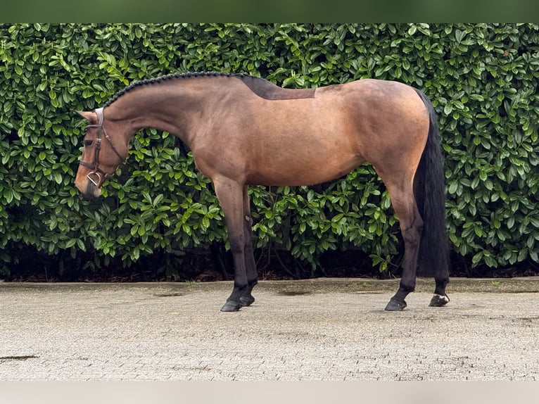 Zangersheider Jument 6 Ans 165 cm Bai cerise in Schoonoord