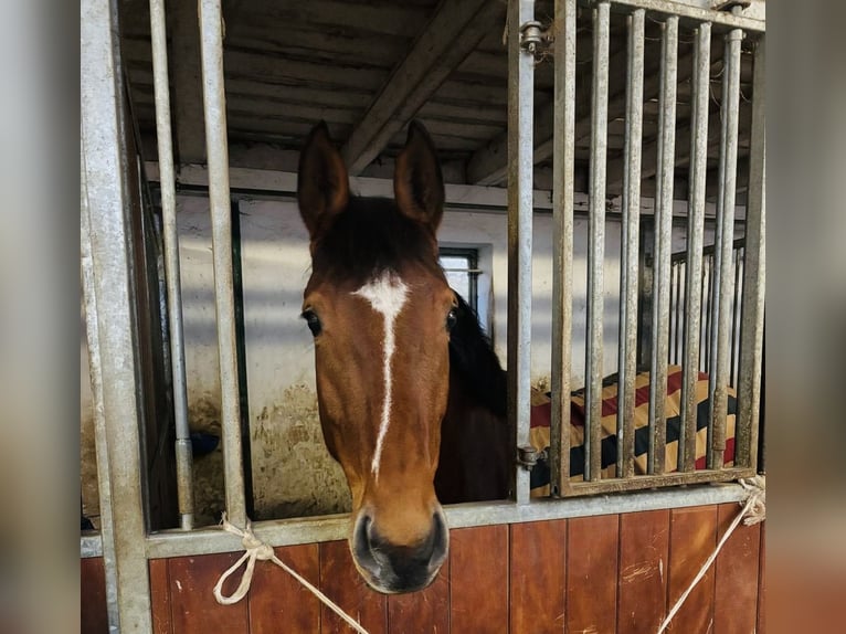 Zangersheider Jument 6 Ans 165 cm Bai in Gablingen