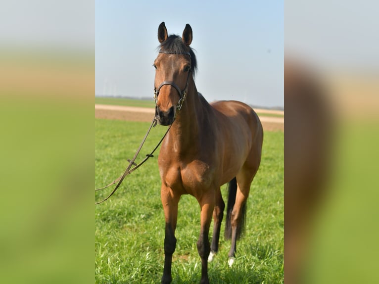 Zangersheider Jument 6 Ans 165 cm Bai in Geilenkirchen
