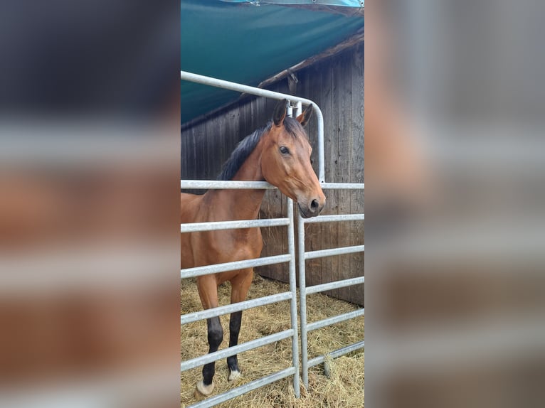 Zangersheider Jument 6 Ans 165 cm Bai in Lindlar