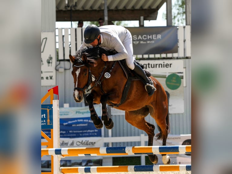 Zangersheider Jument 6 Ans 165 cm Bai in Ki&#xDF;legg
