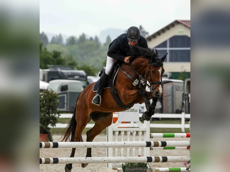 Zangersheider Jument 6 Ans 165 cm Bai in Ki&#xDF;legg