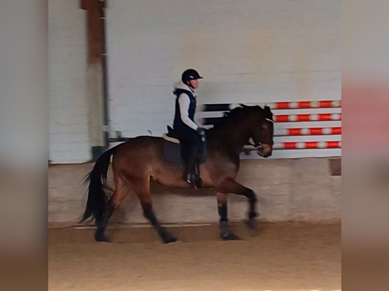 Zangersheider Jument 6 Ans 165 cm Bai in Ratingen