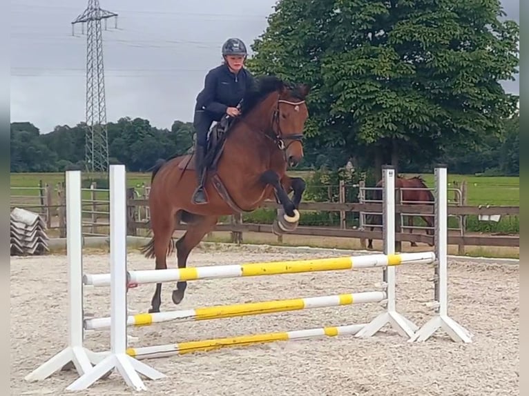 Zangersheider Jument 6 Ans 165 cm Bai in Ratingen