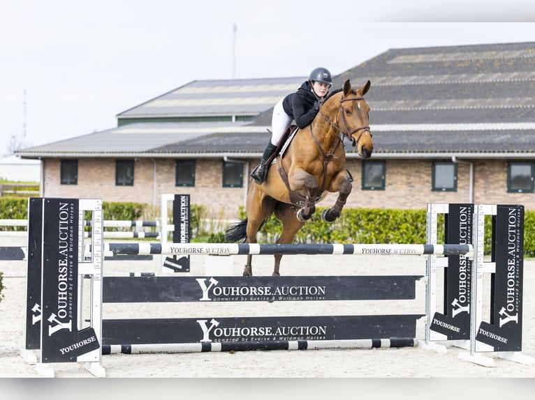 Zangersheider Jument 6 Ans 165 cm  in Waddinxveen