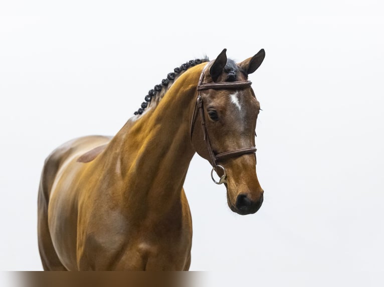 Zangersheider Jument 6 Ans 165 cm  in Waddinxveen