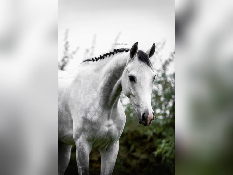 Zangersheider Jument 6 Ans 165 cm Gris in Heerlen