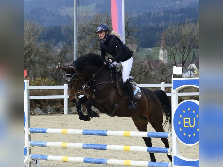 Zangersheider Jument 6 Ans 166 cm Bai brun in Sankt Peter am Kammersberg