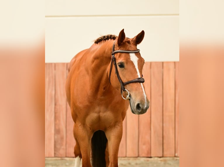 Zangersheider Jument 6 Ans 166 cm  in Bladel