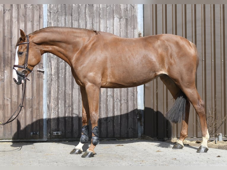 Zangersheider Jument 6 Ans 167 cm Alezan in Geilenkirchen