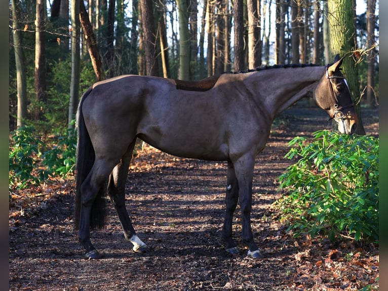 Zangersheider Jument 6 Ans 167 cm Bai brun in GROTE-BROGEL
