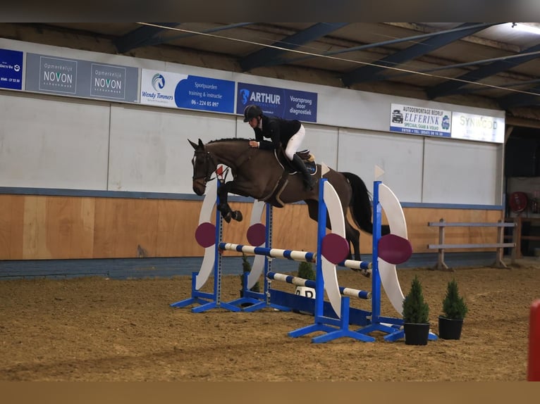Zangersheider Jument 6 Ans 167 cm Bai brun in GROTE-BROGEL