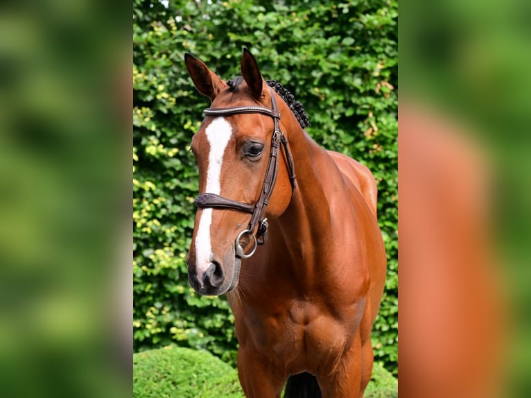 Zangersheider Jument 6 Ans 167 cm Bai in Bladel