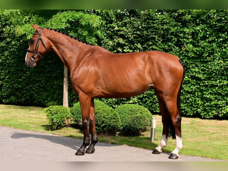 Zangersheider Jument 6 Ans 167 cm Bai in Bladel