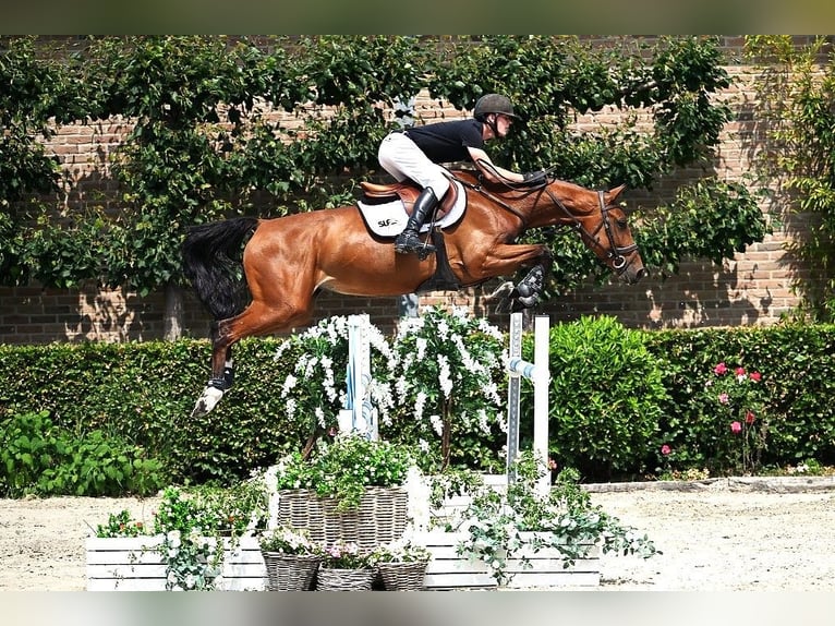 Zangersheider Jument 6 Ans 167 cm Bai in Bladel