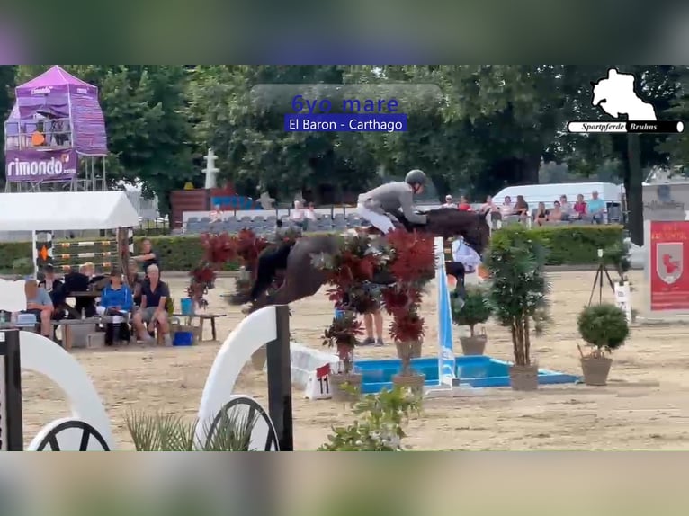 Zangersheider Jument 6 Ans 168 cm Bai brun in Lenzen (Elbe)