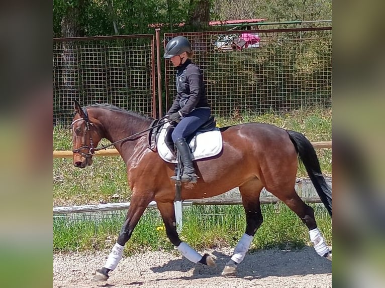 Zangersheider Jument 6 Ans 168 cm Bai in Leszno Dolne