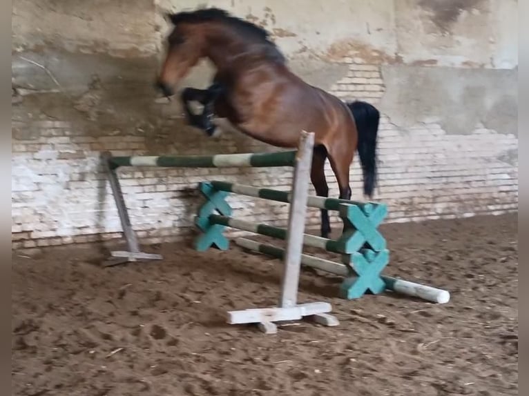 Zangersheider Jument 6 Ans 168 cm Bai in Leszno Dolne