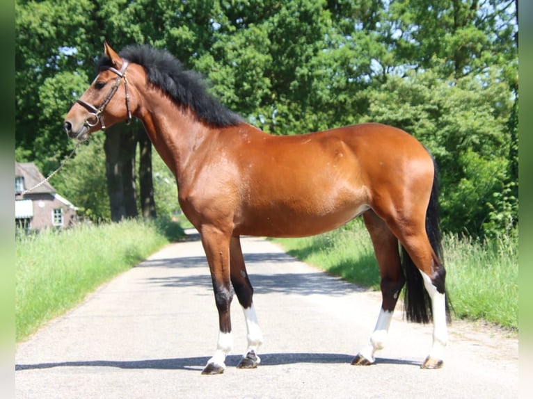 Zangersheider Jument 6 Ans 169 cm Bai in Kaulille