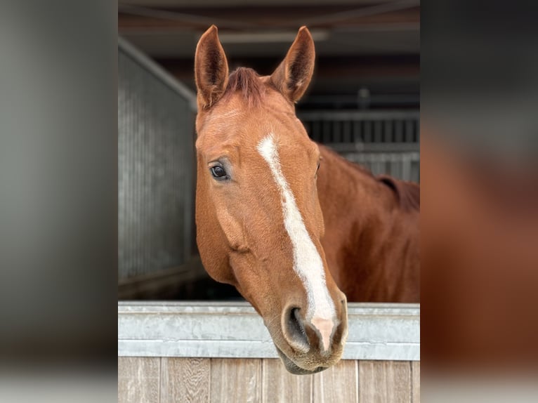 Zangersheider Jument 6 Ans 170 cm Alezan in Memmingen