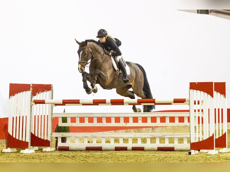 Zangersheider Jument 6 Ans 170 cm Bai in Waddinxveen