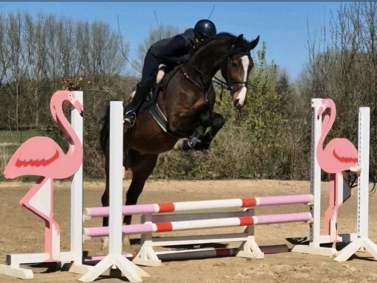 Zangersheider Jument 6 Ans 170 cm Bai in Willich Zangersheider Jument 6 Ans 170 cm Bai in Willich