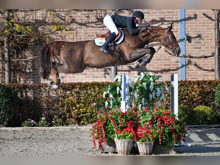 Zangersheider Jument 6 Ans 171 cm Alezan brûlé in Bladel