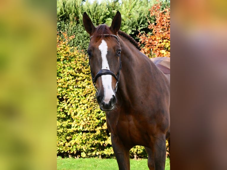 Zangersheider Jument 6 Ans 171 cm Alezan brûlé in Bladel