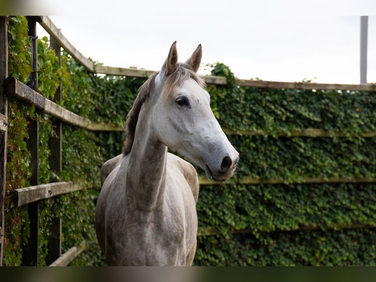 Zangersheider Jument 6 Ans 172 cm Gris in Waddinxveen Zangersheider Jument 6 Ans 172 cm Gris in Waddinxveen
