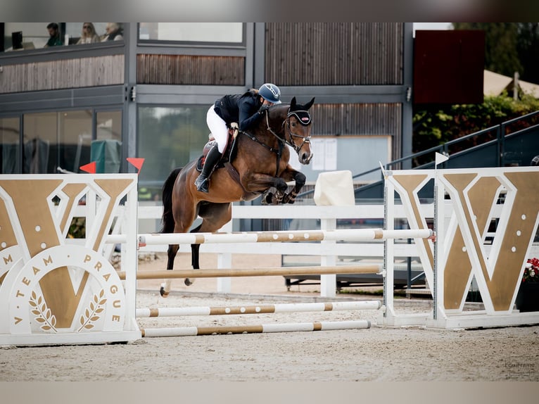 Zangersheider Jument 6 Ans 173 cm Bai in Prag