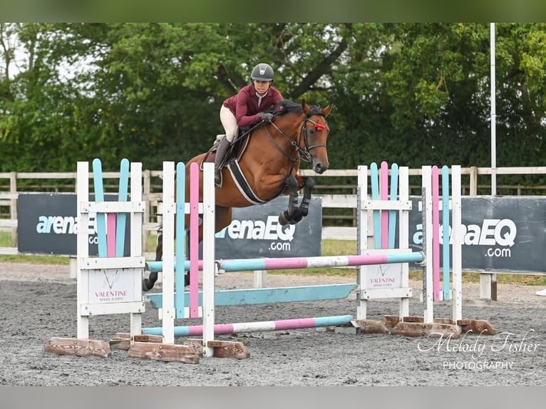 Zangersheider Jument 6 Ans Bai cerise in Essex