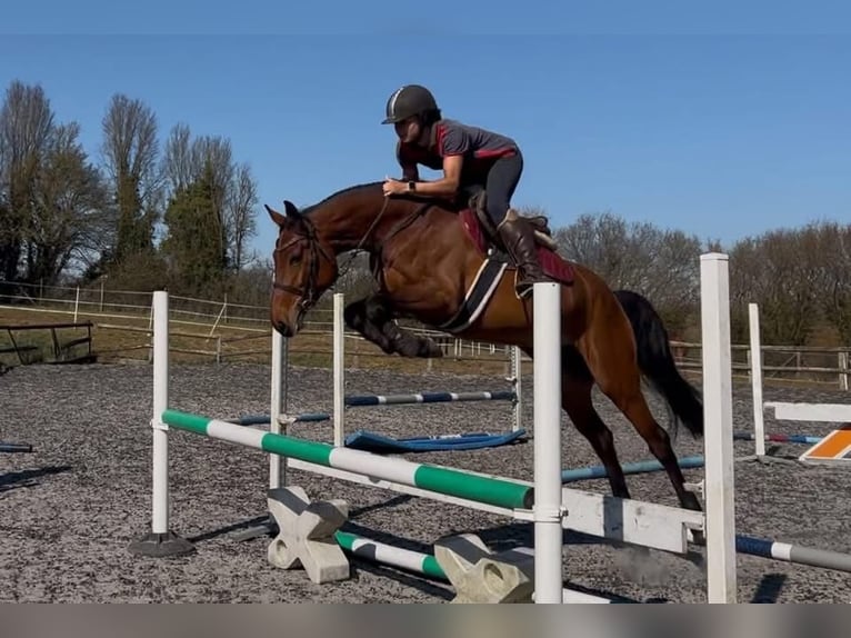 Zangersheider Jument 6 Ans Bai cerise in Essex