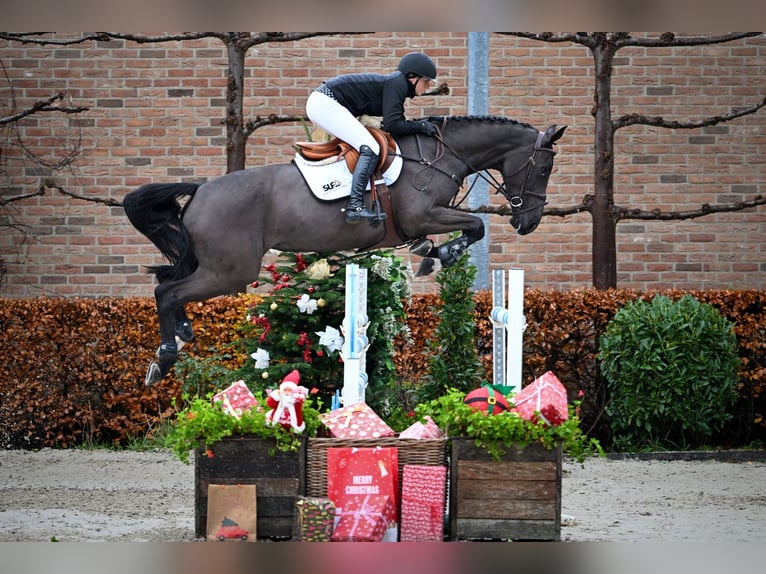 Zangersheider Jument 6 Ans Noir in Bladel